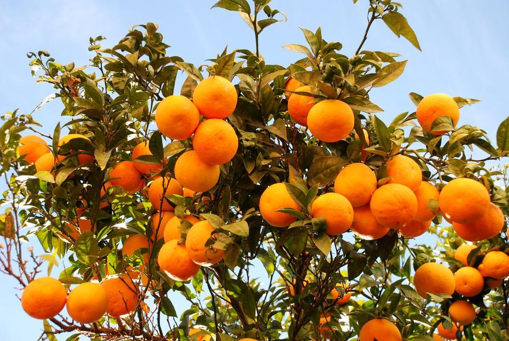 L'orangeraie Le Lavandou